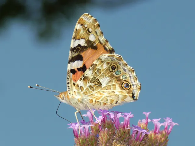 Vanessa cardui - bogáncslepke