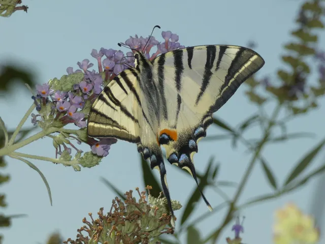 Iphiclides podalirius - kardoslepke