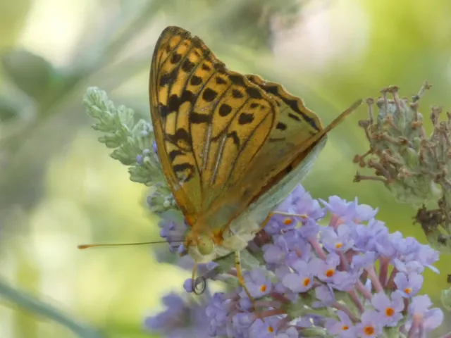 Argynnis pandora - zöldes gyöngyházlepke