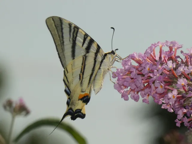 Iphiclides podalirius - kardoslepke