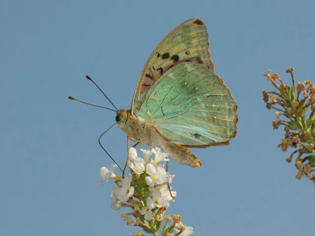 Argynnis pandora - zöldes gyöngyházlepke