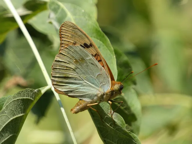 Argynnis pandora - zöldes gyöngyházlepke