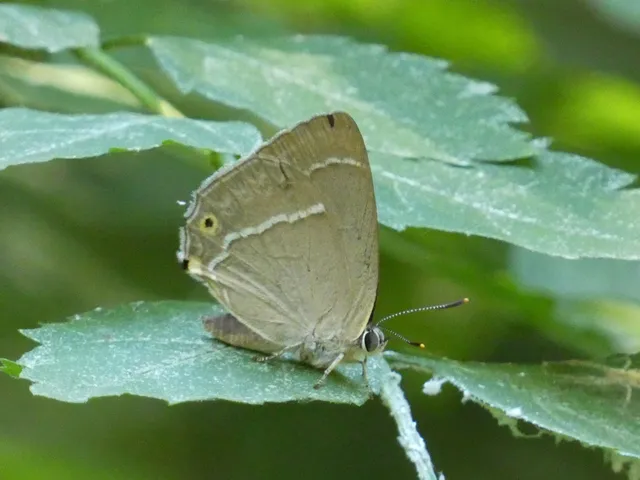 Neozephyrus quercus - tölgyfalepke