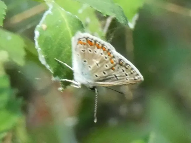 Polyommatus icarus - közönséges boglárka