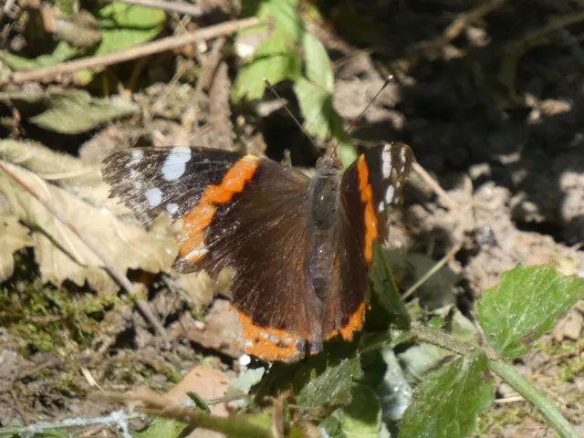 Vanessa atalanta - atalantalepke