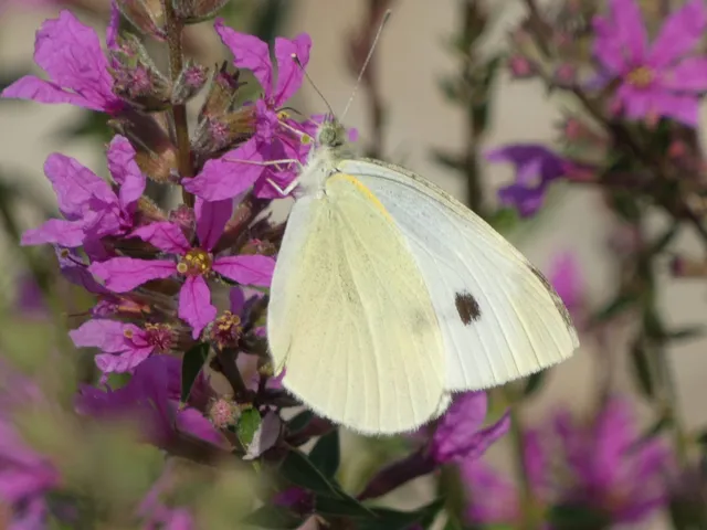 Pieris rapae - répalepke
