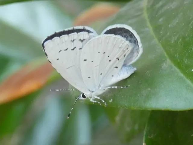 Celastrina argiolus - bengeboglárka