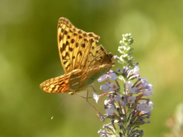 Argynnis pandora - zöldes gyöngyházlepke