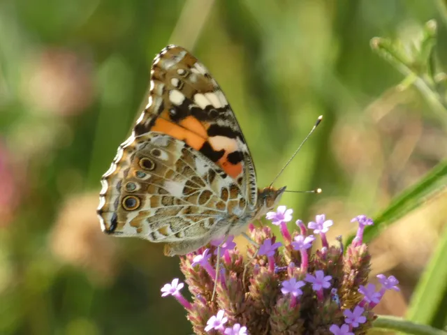 Vanessa cardui - bogáncslepke