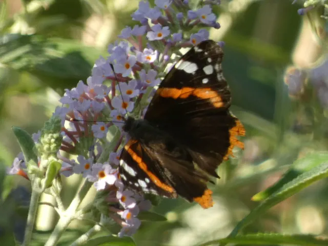 Vanessa atalanta - atalantalepke