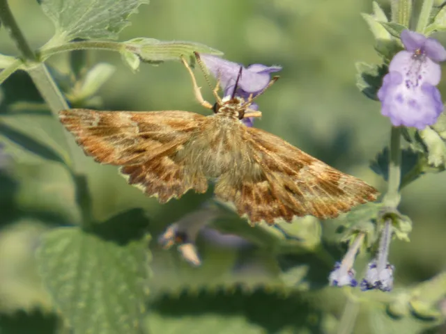 Carcharodus alceae - mályva-busalepke