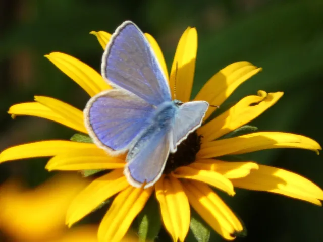 Polyommatus icarus - közönséges boglárka