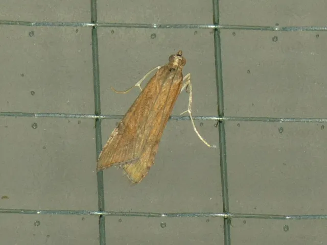 Nomophila noctuella - közönséges vándormoly