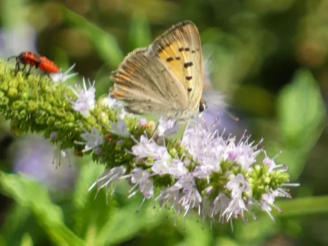 Lycaena phlaeas - közönséges tűzlepke