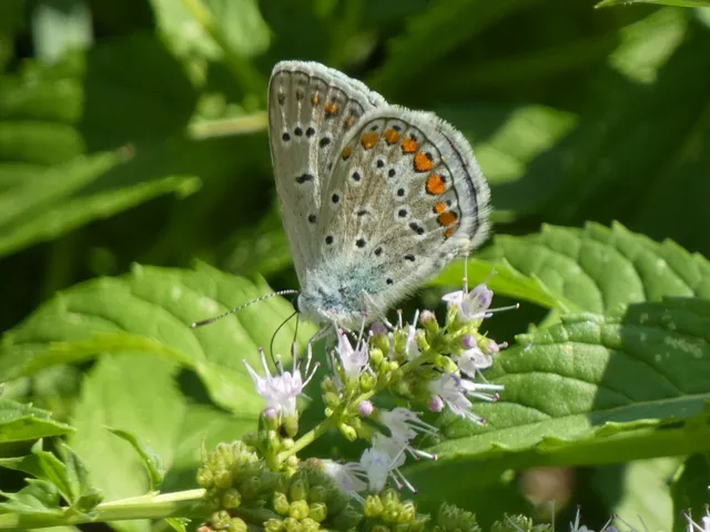 Polyommatus icarus - közönséges boglárka