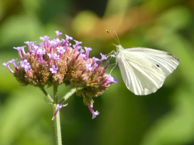 Pieris rapae - répalepke