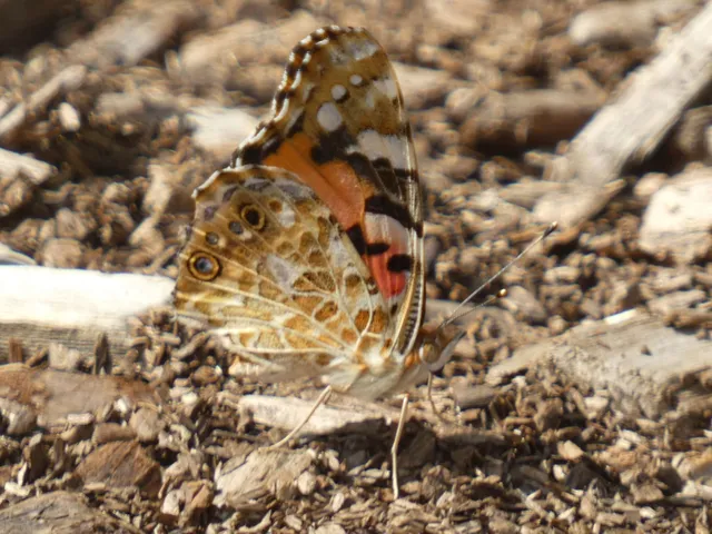 Vanessa cardui - bogáncslepke