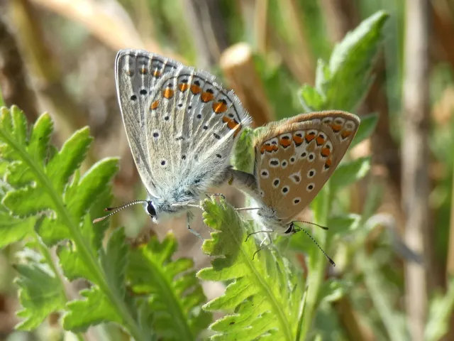 Polyommatus icarus - közönséges boglárka