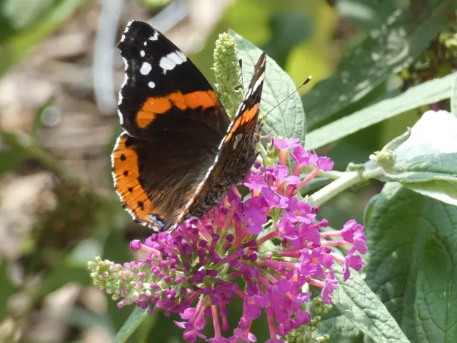 Vanessa atalanta - atalantalepke