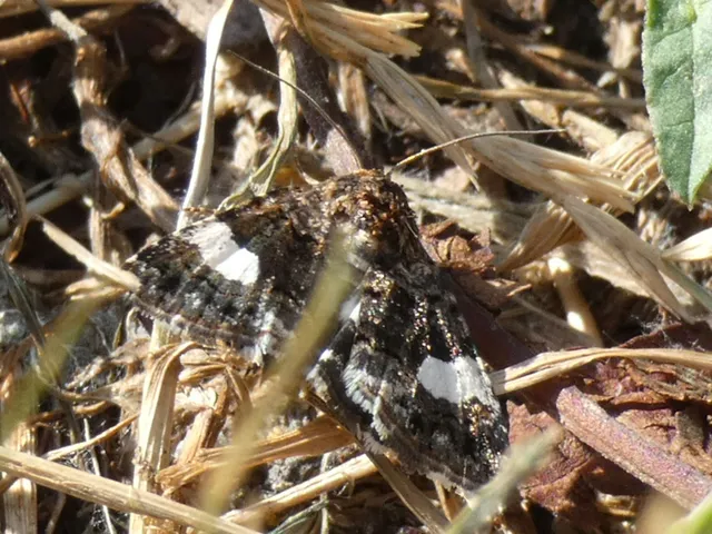 Tyta luctuosa - fekete nappalibagoly