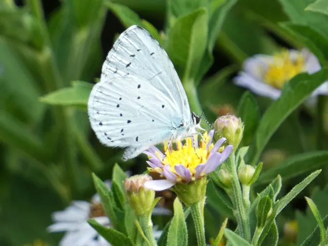 Celastrina argiolus - bengeboglárka
