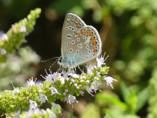 Polyommatus icarus - közönséges boglárka