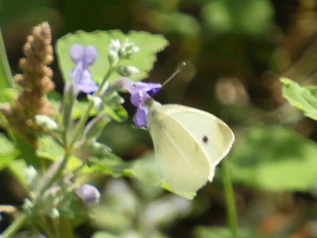 Pieris rapae - répalepke