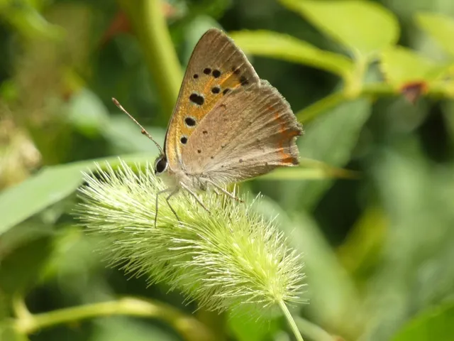 Lycaena phlaeas - közönséges tűzlepke