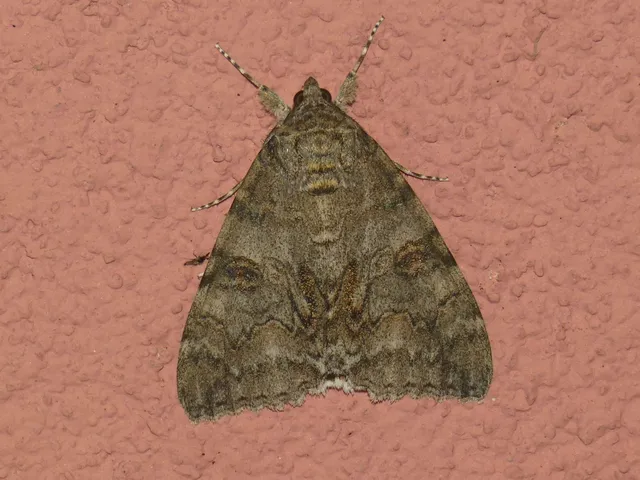 Catocala nupta - piros övesbagoly