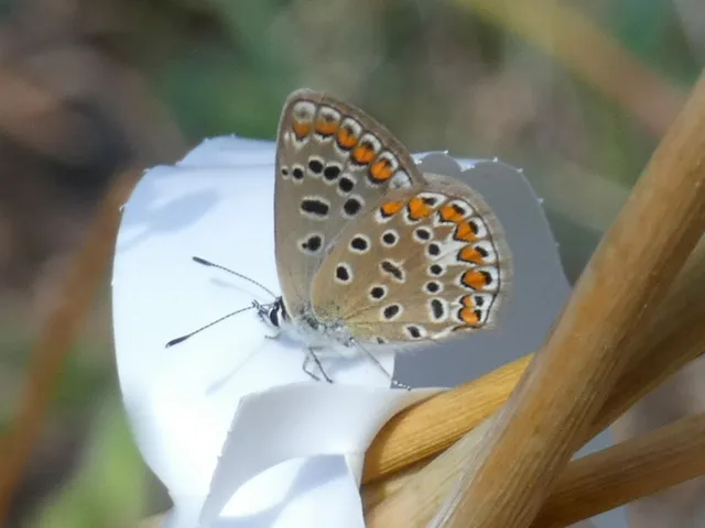 Polyommatus icarus - közönséges boglárka