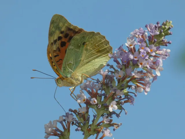 Argynnis pandora - zöldes gyöngyházlepke