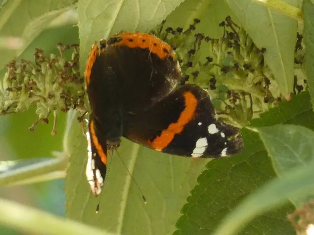 Vanessa atalanta - atalantalepke