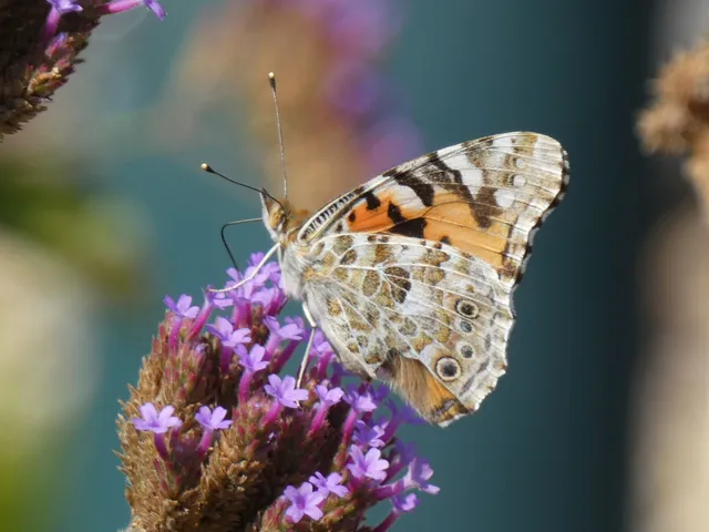 Vanessa cardui - bogáncslepke