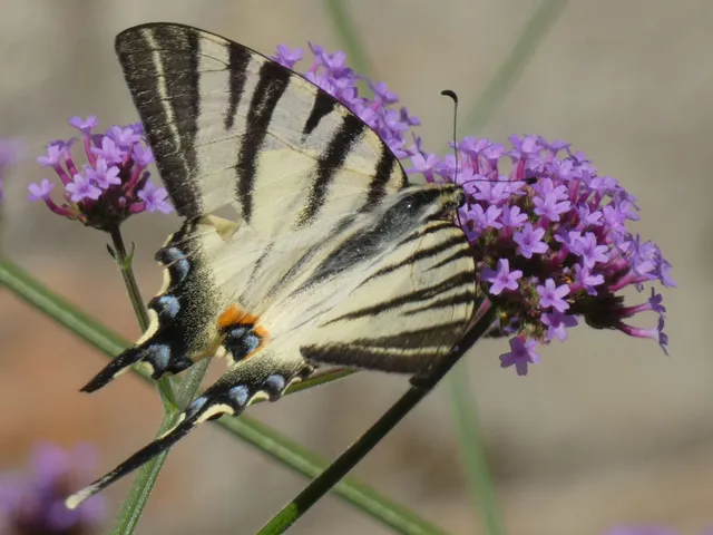 Iphiclides podalirius - kardoslepke
