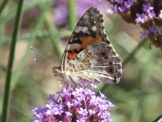 Vanessa cardui - bogáncslepke