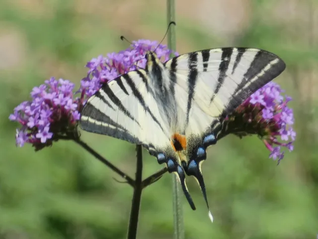 Iphiclides podalirius - kardoslepke