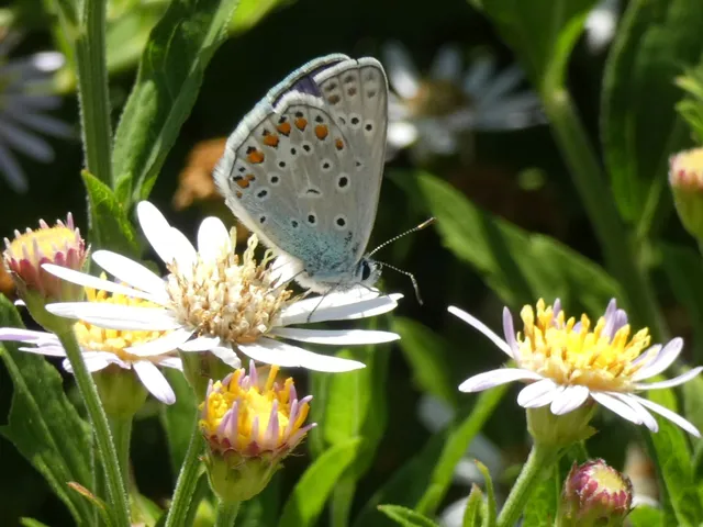 Polyommatus icarus - közönséges boglárka