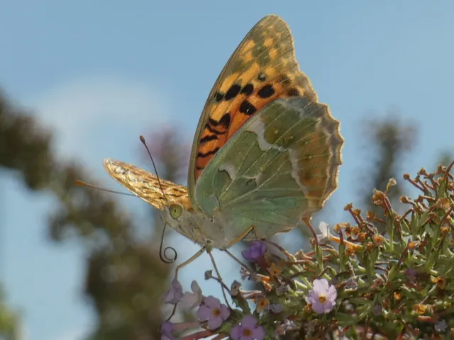 Argynnis pandora - zöldes gyöngyházlepke