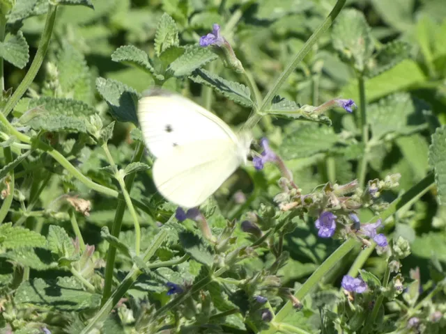 Pieris rapae - répalepke