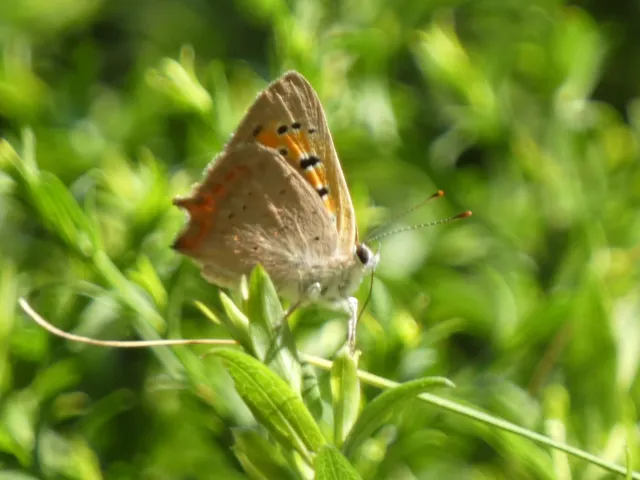 Lycaena phlaeas - közönséges tűzlepke