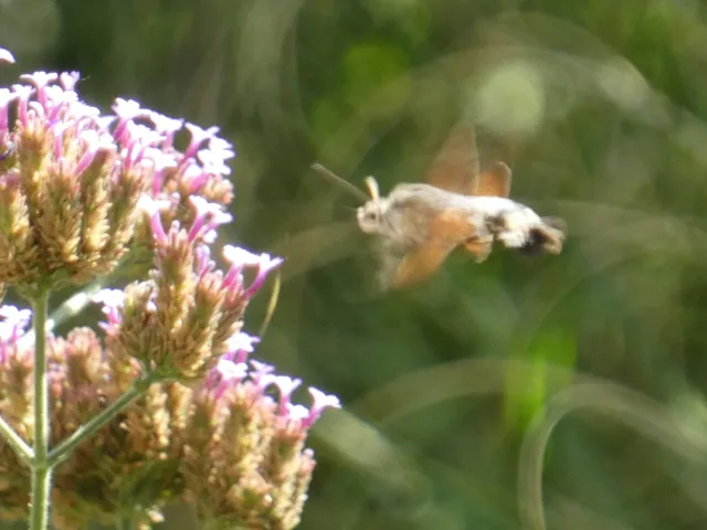 Macroglossum stellatarum - kacsafarkú szender