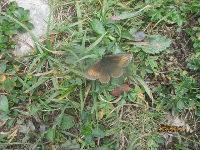 Erebia manto