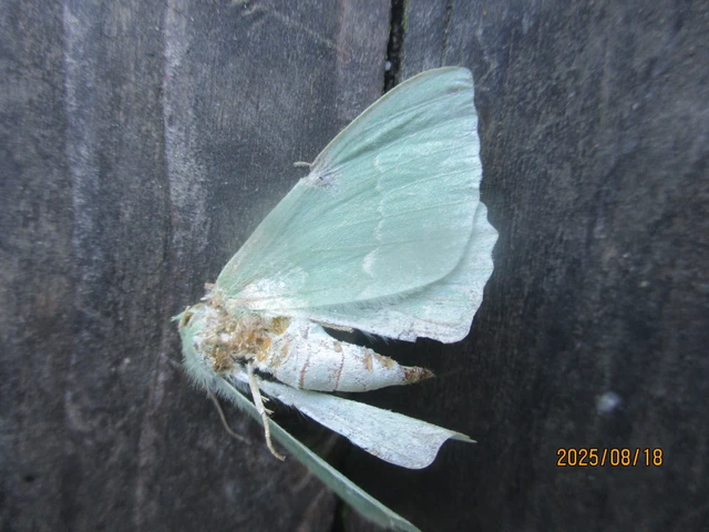 Geometra papilionaria - nagy zöldaraszoló