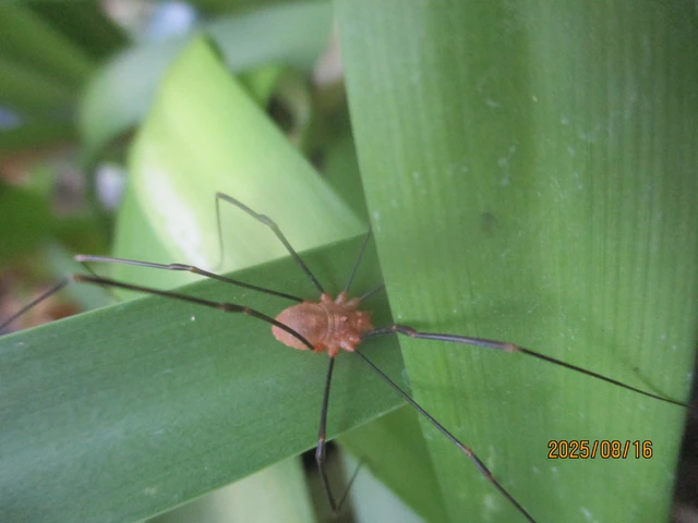 Opiliones - Kaszáspókok