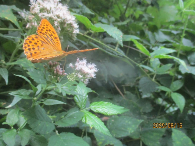 Argynnis paphia - nagy gyöngyházlepke