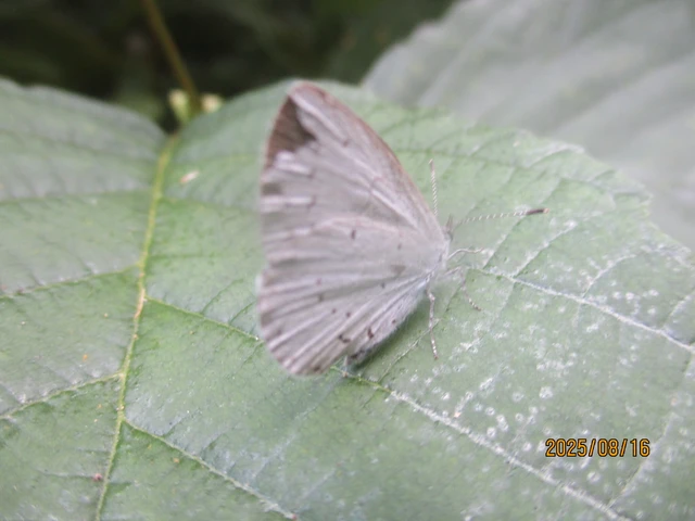 Celastrina argiolus - bengeboglárka