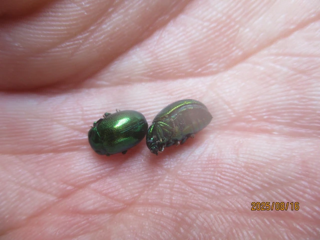 Chrysolina herbacea - zöld mentalevelész