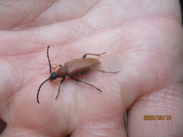 Stictoleptura rubra - vörös virágcincér