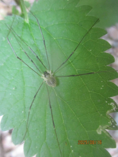 Opiliones - Kaszáspókok