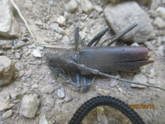 Cerambyx cerdo - nagy hőscincér